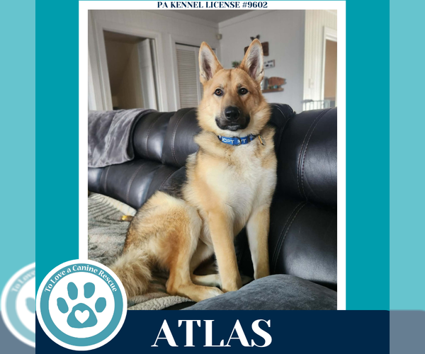 Medium Photo #6 German Shepherd Dog Puppy For Sale in Kimberton, PA, USA