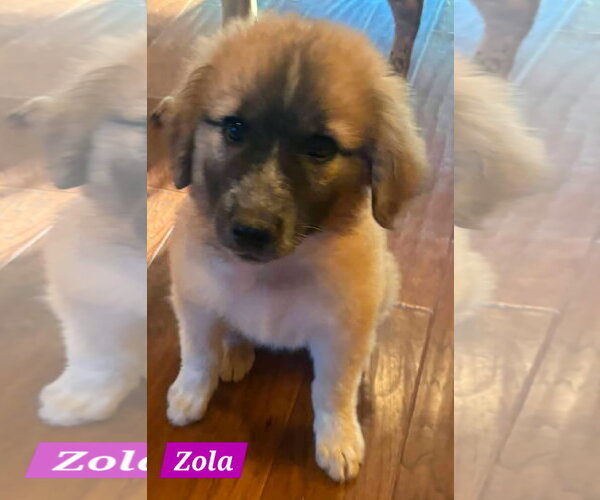 Medium Photo #3 Great Pyrenees-Unknown Mix Puppy For Sale in Alexander, AR, USA