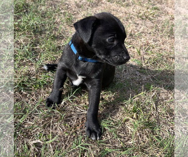 Medium Photo #3 Labrador Retriever-Unknown Mix Puppy For Sale in The Woodlands, TX, USA