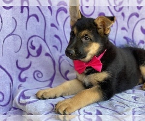 German Shepherd Dog Puppy for sale in LANCASTER, PA, USA