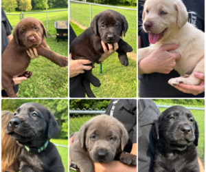 Labrador Retriever Puppy for Sale in CORYDON, Indiana USA