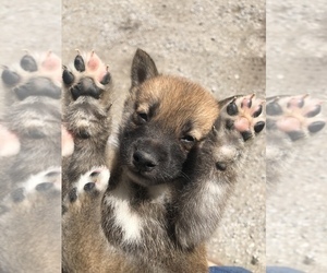 Shiba Inu Puppy for sale in SULLIVAN, IL, USA
