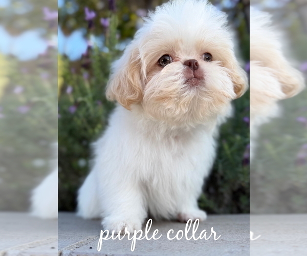 Medium Photo #4 Shih Tzu Puppy For Sale in RIVERSIDE, CA, USA
