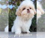 Small #3 Shih Tzu