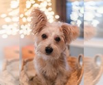 Small Photo #4 Mutt Puppy For Sale in Sandy, UT, USA