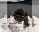 Puppy Yellow Collar Pug