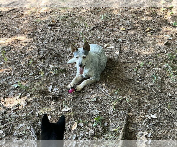 Medium Photo #7 Mutt Puppy For Sale in Garden City, NY, USA