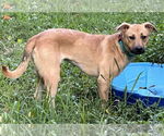 Small #2 Mutt