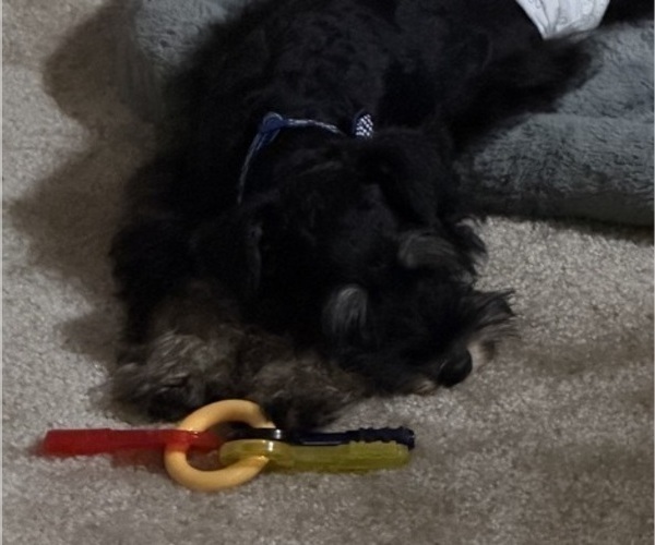 Medium Photo #3 Schnauzer (Miniature) Puppy For Sale in STERLING HEIGHTS, MI, USA