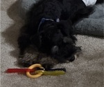 Small #2 Schnauzer (Miniature)