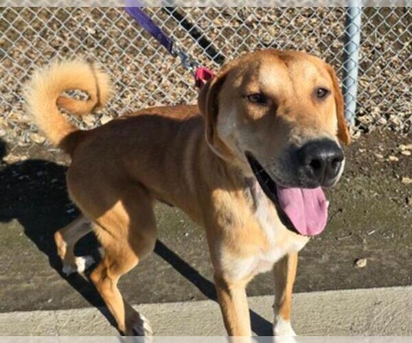 Medium Photo #3 Labrador Retriever-Unknown Mix Puppy For Sale in Martinez, CA, USA