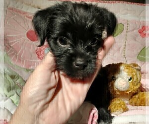 Chihuahua-Shorkie Tzu Mix Puppy for sale in KANNAPOLIS, NC, USA