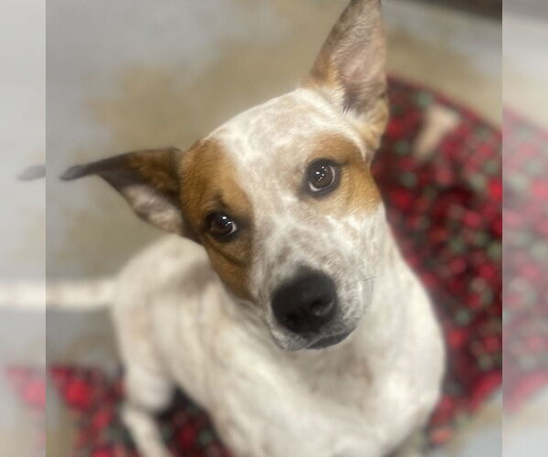 Medium Photo #2 Mutt Puppy For Sale in Fort Pierce, FL, USA