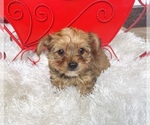 Small Photo #4 Yorkshire Terrier Puppy For Sale in WEBSTER, FL, USA