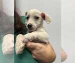 Small #3 Mutt