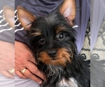 Small #3 Yorkshire Terrier