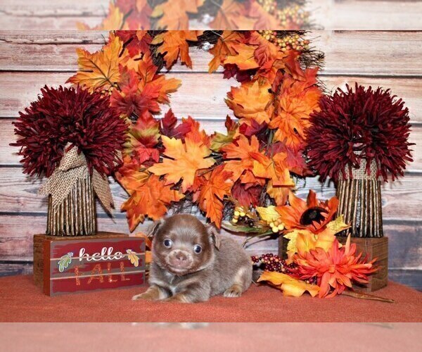 Medium Photo #5 Chihuahua Puppy For Sale in CHARLESTON, AR, USA