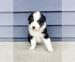 Small #8 Australian Shepherd