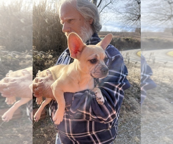 Medium Photo #29 French Bullhuahua Puppy For Sale in SPRAGGS, PA, USA