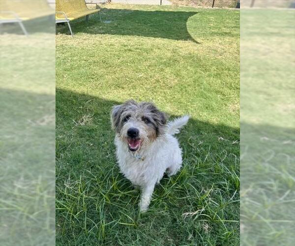 Medium Photo #2 Border Terrier-Catahoula Leopard Dog Mix Puppy For Sale in Temple, TX, USA