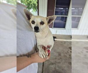 Chihuahua-Unknown Mix Dogs for adoption in San Antonio, TX, USA