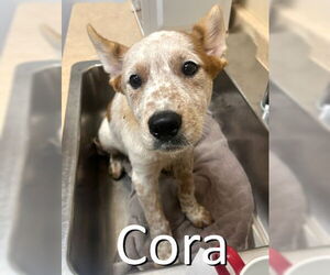 Red Heeler-Unknown Mix Dogs for adoption in Mountain View, AR, USA