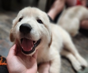 Goberian Puppy for sale in BEAVER DAM, WI, USA