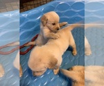 Small Photo #4 Golden Retriever Puppy For Sale in LAKE GEORGE, NY, USA