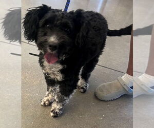 Poodle (Miniature)-Unknown Mix Dogs for adoption in San Antonio, TX, USA