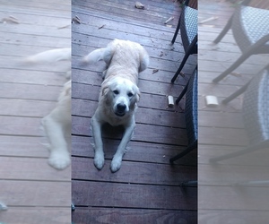 English Cream Golden Retriever Puppy for sale in FRIPP ISLAND, SC, USA