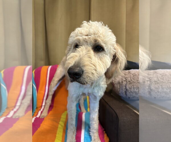 Medium Photo #3 Goldendoodle Puppy For Sale in Pacolet, SC, USA