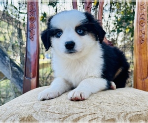 Australian Shepherd Puppy for Sale in OCALA, Florida USA