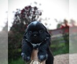 Small Photo #3 Shih Tzu Puppy For Sale in DISPUTANTA, VA, USA