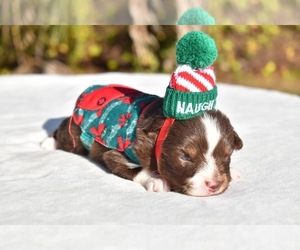 Miniature American Shepherd Puppy for sale in PALM COAST, FL, USA