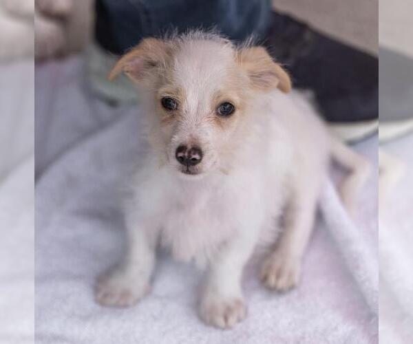 Medium Photo #9 Poodle (Miniature)-Unknown Mix Puppy For Sale in San Diego, CA, USA
