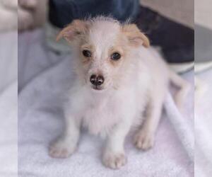 Noodle Pup - Tortellini - Male Poodle (Miniature)-Unknown Mix Dog for Adoption - Photo #9