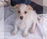 Small Photo #9 Poodle (Miniature)-Unknown Mix Puppy For Sale in San Diego, CA, USA