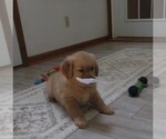 Small #6 Golden Retriever