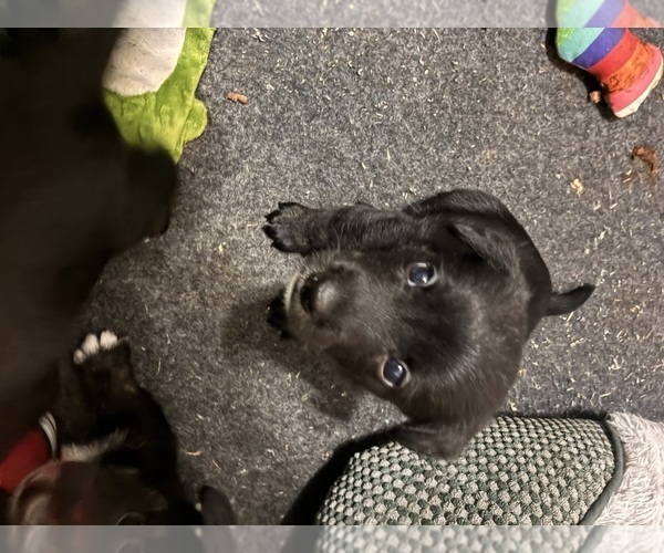 Medium Photo #3 Cardigan Welsh Corgi-Scottish Terrier Mix Puppy For Sale in WILDOMAR, CA, USA