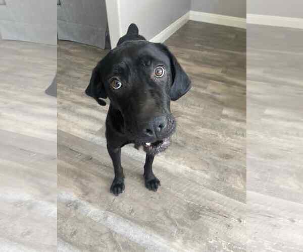 Medium Photo #5 Labrador Retriever-Unknown Mix Puppy For Sale in San Diego, CA, USA