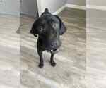 Small #4 Labrador Retriever Mix