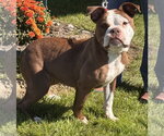 Dody - Female Boxer-Unknown Mix Dog for Adoption - Small photo
