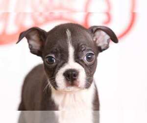 Boston Terrier Puppy for sale in BEL AIR, MD, USA