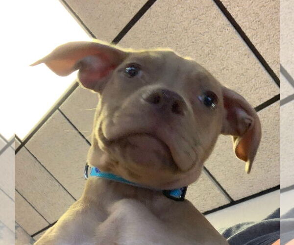 Medium Photo #10 American Pit Bull Terrier-Unknown Mix Puppy For Sale in Minneapolis, MN, USA