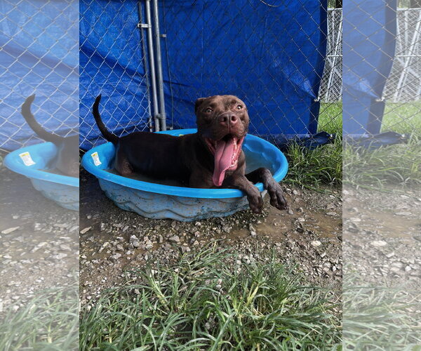 Medium Photo #10 Mutt Puppy For Sale in Crandall, GA, USA