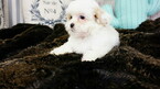Small Photo #9 Mal-Shi Puppy For Sale in LAS VEGAS, NV, USA