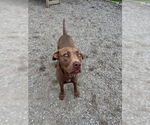Small #3 Mutt