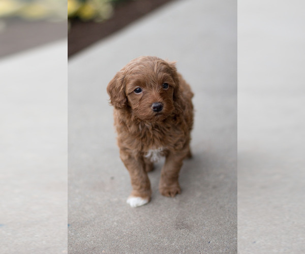 Medium Photo #8 Goldendoodle (Miniature) Puppy For Sale in DENVER, PA, USA