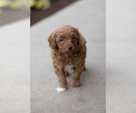 Small Photo #8 Goldendoodle (Miniature) Puppy For Sale in DENVER, PA, USA