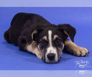 American Staffordshire Terrier-Unknown Mix Dogs for adoption in Claremore, OK, USA